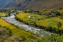 Farmland beside river and houses in Thimphu River Valley. Bhutan. September 2013.