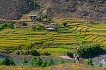 Terraced farmland in Thimphu River Valley. Bhutan. September 2013.
