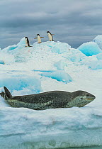 Leopard seal (Hydrurga leptonyx) resting on ice with three Adelie penguin (Pygoscelis adeliae) behind, Antarctica.