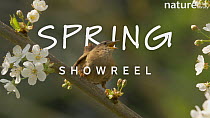 Signs of Spring 2021 showreel