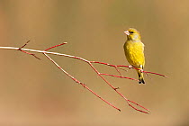 Greenfinch (Carduelis chloris) perched on branch, Lorraine, France, February