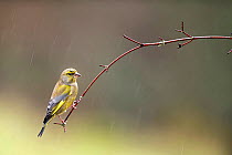 Greenfinch (Carduelis chloris) perched on branch in rain, Lorraine, France, January