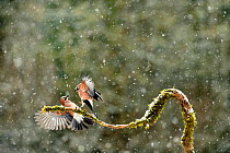 Jays (Garrullus glandarius) fighting for food in winter in snow, Lorraine, France, February