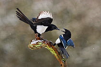 Magpies (Pica pica) fighting on branch in winter, Lorraine, France, January
