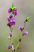 Mezereon (Daphne mezereum) flowering in early spring, Montenach, France, March