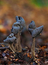 Elfin saddle fungus (Helvella lacunosa) Group growing on woodland floor, Buckinghamshire, England, UK, October. Focus stacked.