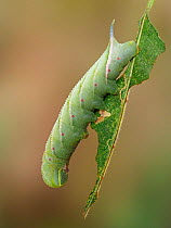 Eyed hawk moth (Smerinthus ocellatus) caterpillar in defence posture on a Sallow leaf, Hertfordshire, England, UK, October. Focus stacked.