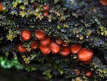 Eyelash fungus (Scutellinia scutellata) Group growing in crack on an old rotting Beech tree, Buckinghamshire, England, UK, December. Focus stacked.