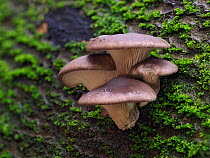 Oyster mushroom (Pleurotus ostreatus) growing on dead Beech tree, Buckinghamshire, England, UK, Novemebr. Focus stacked.