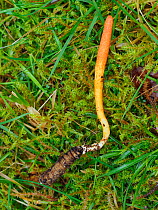 Scarlet caterpillar club fungus (Cordyceps militaris), excavated to show mummified caterpillar with the fungi growing from it, Buckinghamshire, England, UK, November.
