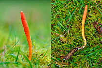 Scarlet caterpillar club fungus (Cordyceps militaris). Combined image to show mummified caterpillar with fungi growing from it, Buckinghamshire, England, UK, November. Focus stacked.