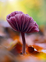 Amethyst deceiver (Laccaria amethystina), mature mushroom that had curved up to show the gills, Buckinghamshire, England, UK, November. Focus stacked.