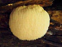 Bearded tooth fungus (Hericium erinaceus), a large football-sized fruiting body on inside of hollow Beech tree, Buckinghamshire, England, UK, October.