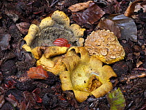 Common earthball (Scleroderma citrinum) on rotting leaves, group of three showing one closed, one open with spores and one open and all spores released. Buckinghamshire, England, UK, October