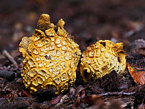 Common earthball (Scleroderma citrinum) on rotting leaves, two starting to split open to release spores. Buckinghamshire, England, UK, October. Focus stacked.
