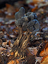 Elfin saddle fungus (Helvella lacunosa) growing on woodland floor, Buckinghamshire, England, UK, October. Focus stacked..