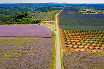 Lavender (Lavandula sp) and Clary sage (Salvia sclarea) field, Valensole plateau, Alpes de Haute Provence, France, June 2020.