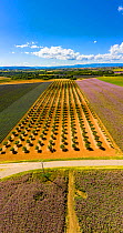 Lavender (Lavandula sp) and clary sage (Salvia sclarea) fields and fruit trees, aerial view, Valensole plateau, Alpes de Haute Provence, France, June 2020.