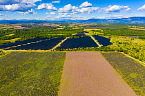 Solar panels and fields of lavender (Lavandula sp) and clary sage (Salvia sclarea) field , aerial view, Valensole plateau, Alpes de Haute Provence, France, June 2020.