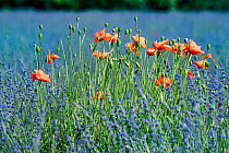Poppies (Papaver rhoeas) in lavender field, near Sault, Vaucluse, France, September.