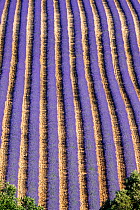Lavender (Lavandula sp) field, aerial view, near Greoux-les-Bains, Alpes de Haute Provence, France, September.