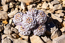 Candytuft flowers (Iberis candolleana) in the rocky scree, peak of Mount Ventoux, Vaucluse, France, June.