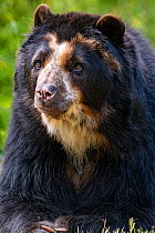Spectacled bear(Tremarctos ornatus) captive in zoo, occurs in South America.