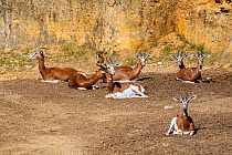Dama gazelle (Nanger dama mhorr) captive, occurs in Africa.