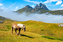 Horse at Portalet pass, Aragon, Spain, near border with France in the Pyrenees, August.