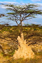 Termite hill and acacia tree, Shaba national reserve, North Kenya