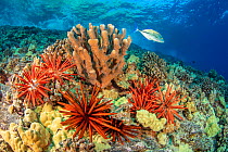 Slate pencil sea urchins (Heterocentrotus mammillatus) and Bluefin trevally (Caranx melampygus), Hawaii.
