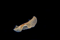 A yet unnamed Flatworm (Paraplanocera sp.) which has been known to science for sometime but is yet to be named. It has been seen in the Marshall Islands, the Red Sea, Papua New Guinea the Galapagos Is...