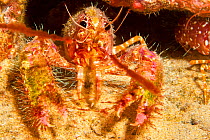 Hawaiian lobster (Enoplometopus occidentalis) with its shell covered in algae and parasitic barnacles (Paralepas species), indicating that it will soon moult, Hawaii.