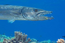 Great barracuda (Sphyraena barracuda) being cleaned by an endemic Hawaiian cleaner wrasse (Labroides phthirophagus) at a cleaning station, Hawaii.