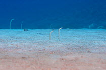 Endemic Hawaiian garden eels (Gorgasia hawaiiensis) which retreat into the sand when approached, Maui, Hawaii.