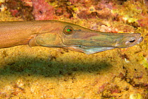 Trumpetfish (Aulostomus chinensis) feeding on a small Filefish that can be seen through the lower portion of its transparent jaw, Maui, Hawaii.
