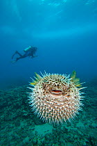 Spotted porcupinefish (Diodon hystrix) inflated in defensive display with diver in the background, Hawaii. Model released.