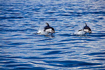 Two Pacific white-sided dolphin (Lagenorhynchus obliquidens) jumping out of the Pacific Ocean off the coast of Northern Mexico.