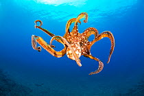 Day octopus (Octopus cyanea) female, in mid-water, Hawaii.