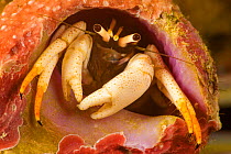 Flame tip hermit crab (Calcinus minutus), a left-handed hermit crab that is often found in branching hard corals, Yap, Micronesia.
