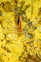 Flameback coral shrimp (Stenopus pyrsonotus) found throughout the Indo-Pacific area, Hawaii.