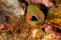 Giant moray eel (Gymnothorax javanicus) with mouth open in aggressive display, Fiji.