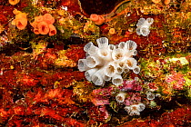 Dead colony of Orange cup coral (Tubastraea coccinea), only the white calcareous skeleton remaining, possibly predated on by nudibranch (Phestilla melanobrachia), Hawaii.