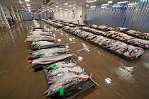 Yellowfin tuna (Thunnus albacores) and other open ocean fish species displayed for auction at the Honolulu United Fishing Agency&#39;s daily fish auction near Kewalo Basin on Oahu, Hawaii. The only co...