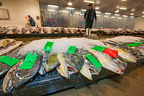 Mahi mahi or Dorado (Coryphaena hippurus) and other open ocean fish displayed for auction at the Honolulu United Fishing Agency&#39;s daily fish auction near Kewalo Basin on Oahu, Hawaii. The only com...