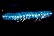 Siphonophore (Agalma okeni) with venomous tentacles retracted, Yap, Micronesia.