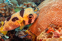 Bluestreak cleaner wrasse (Labroides dimidiatus) juvenile and adult inspecting a Black-blotched porcupinefish (Diodon liturosus) foraging on coral, off the island of Yap, Micronesia.