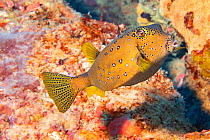 Yellow boxfish (Ostracion cubicus) adult, Yap, Micronesia.