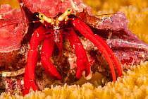 Scarlet leg hermit crab (Paguristes cadenati), off the island of Bonaire, The Caribbean.