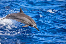 Spinner dolphin (Stenella longirostris) porpoising, Pacific Ocean, Hawaii.